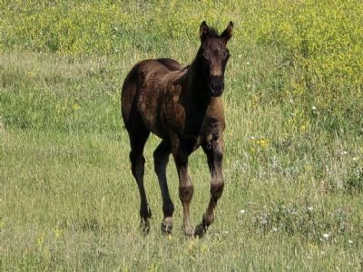 Journey Topsail JW <BR>AQHA PENDING